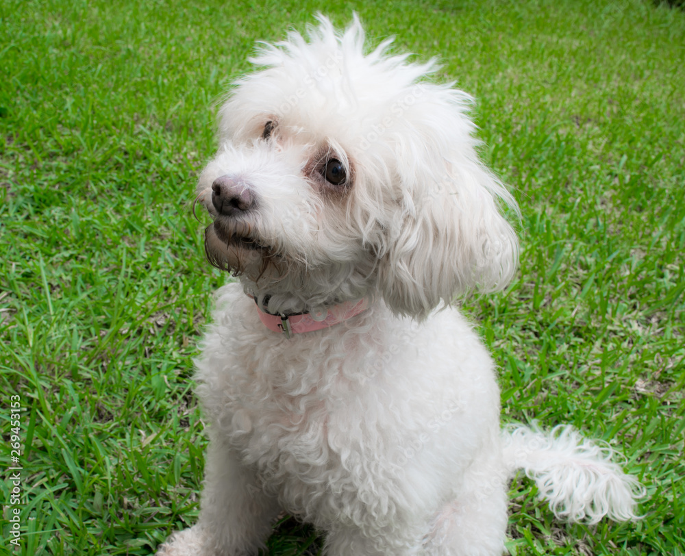 white french poodle sitting in the grass