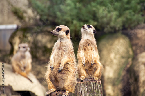 Two meerkats looking in different directions 