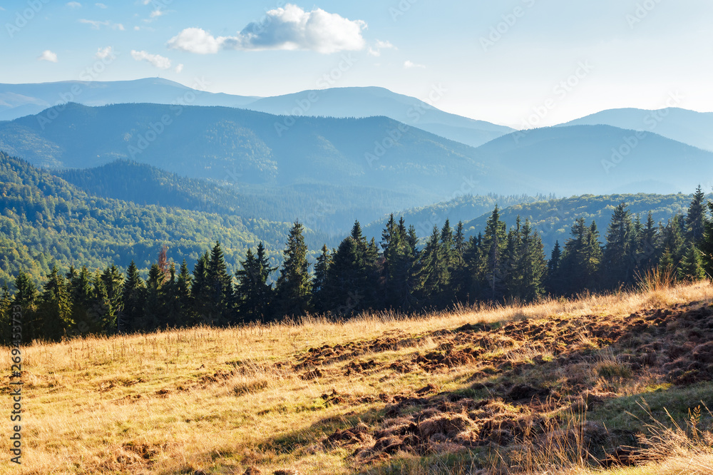 evening landscape in apuseni mountains. weathered grass on the meadow in golden evening light. row of spruce trees on the edge of a hill. mountain ridge in the distance. sunny weather with clouds