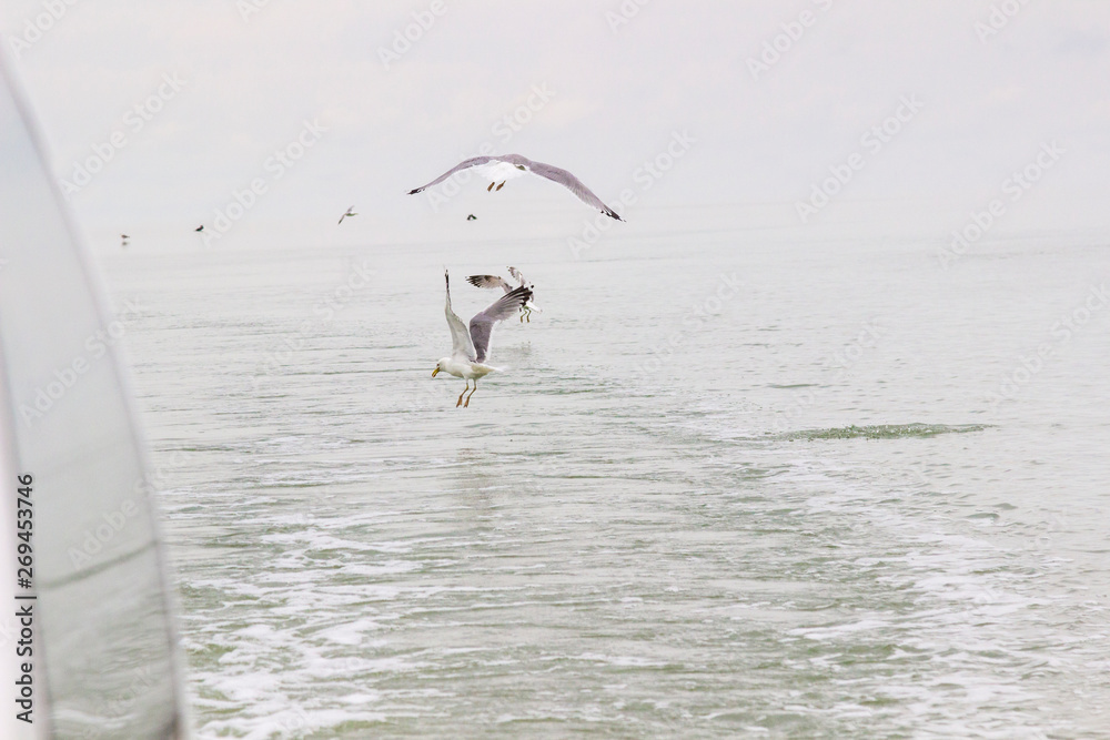 Seagulls circling over the water.