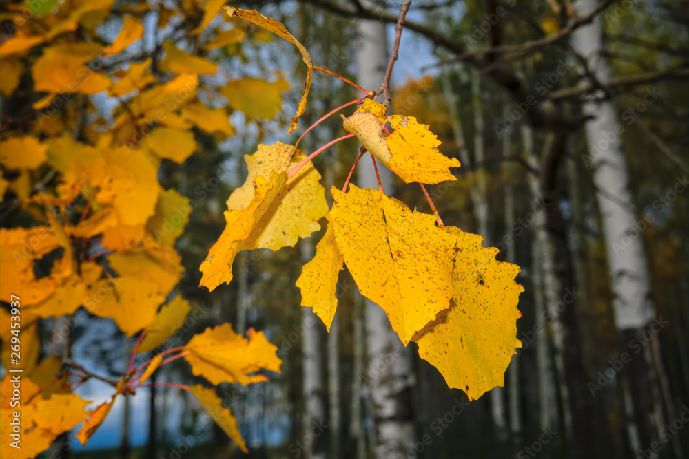 Yellow and red birch leaves autumn background. Golden birch tree leaves in the sunlight. Yellow and red birch leaves autumn background. Golden birch tree leaves in the sunlight.