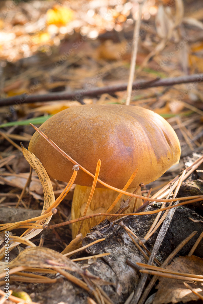 delicious autumn mushroom grows in the forest among the grass.