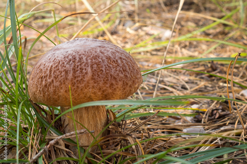delicious autumn mushroom grows in the forest among the grass delicious autumn mushroom grows in the forest among the grass