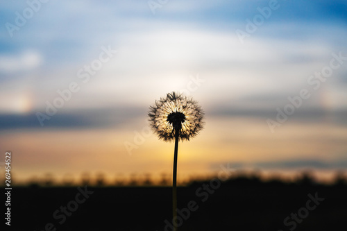 Pusteblume vor Sonnenuntergang