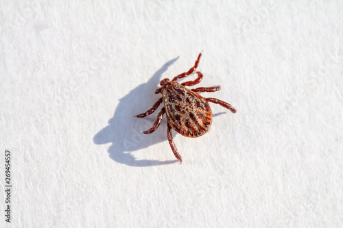 An engorged dead tick specimen lying on its back