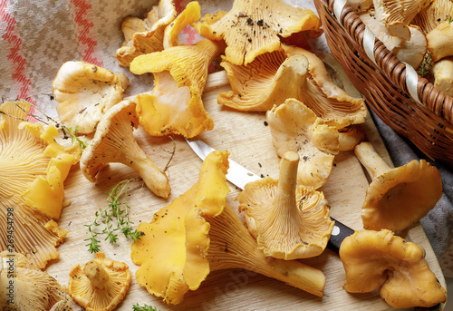Organic fresh chanterelle and knife on the cutting board before cleaning