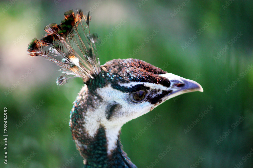 Closeup view of the head of a peacock, or peafowl, detailing the colorful