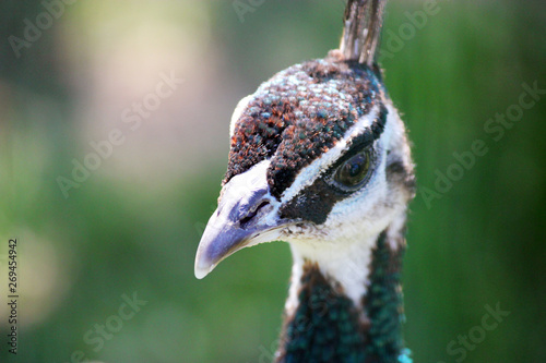 Closeup view of the head of a peacock  or peafowl  detailing the colorful