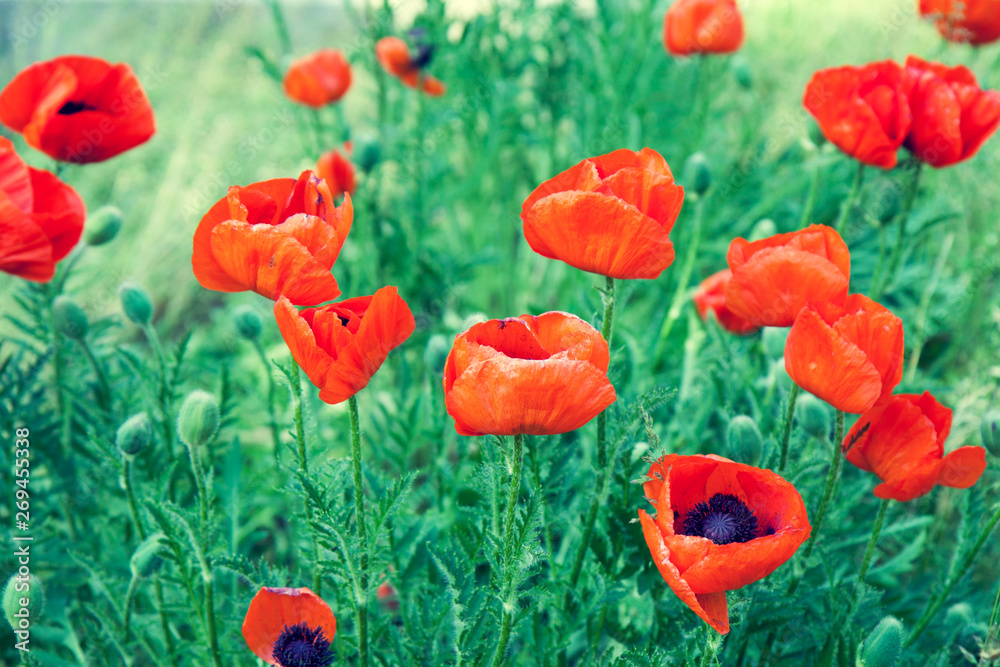 Naklejka premium Blossoming red Poppies in the field in spring