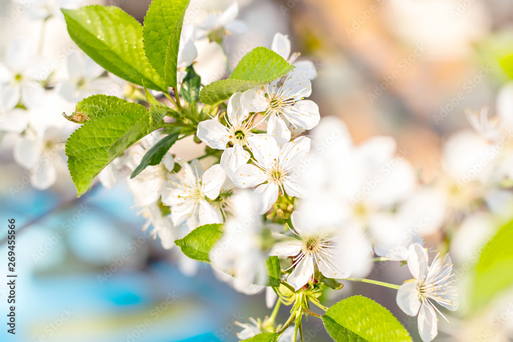 Obraz premium Soft focus branches of cherry blossoms. Nature background 