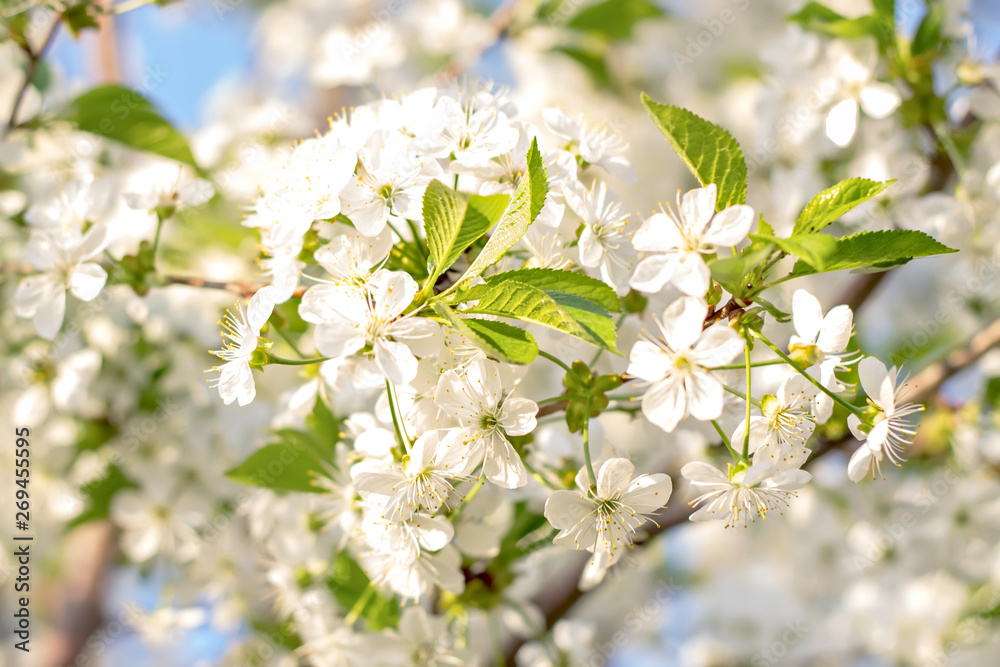 Branches of beautiful blossoming cherry on sunny day against blue sky background. 
