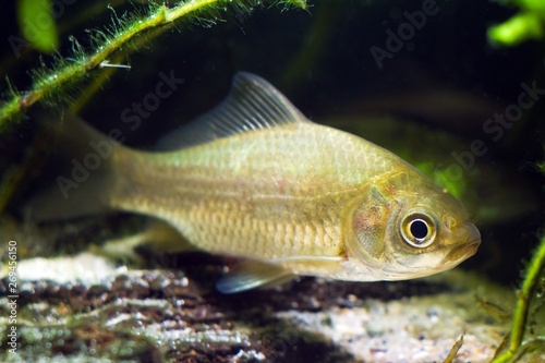 Carassius gibelio, prussian carp or gibel carp, wide-spread and very common wild freshwater fish facing the camera in moderate coldwater biotope aquarium