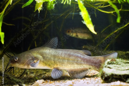 juvenile specimen of channel catfish, Ictalurus punctatus, dangerous freshwater predator in cold-water river biotope fish aquarium