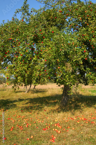 Streuobstwiese mit reifen bunten Äpfeln in der Sonne