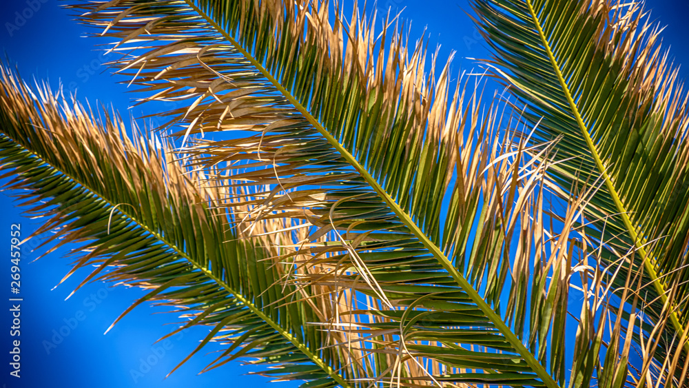 Palmen Blätter mit Hintergrund blauen Himmel Sommer 