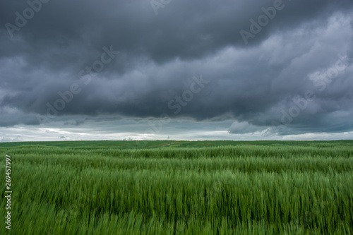 Green field of barley and dark rainy clouds