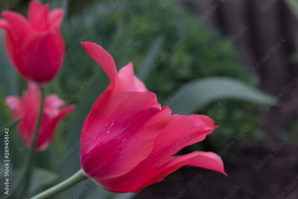 blooming bud of a bright red tulip with delicate petals