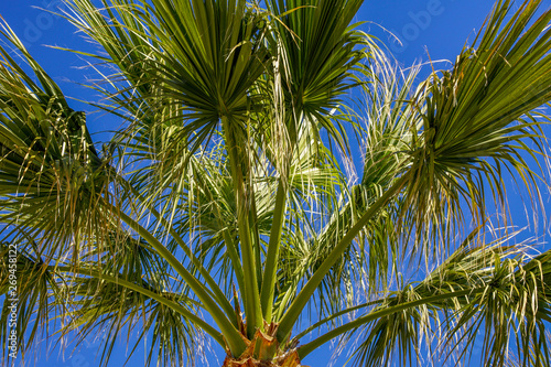 Palmenbl  tter mit blauen Himmel Sommer Spanien 