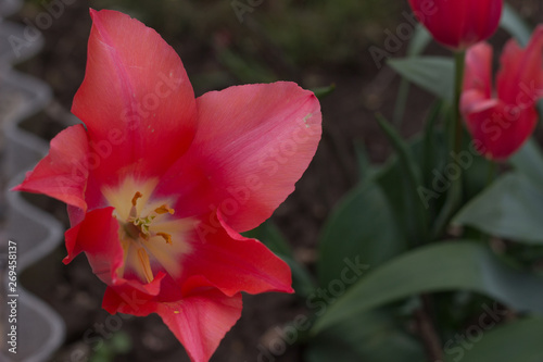 blooming bud of a bright red tulip with delicate petals