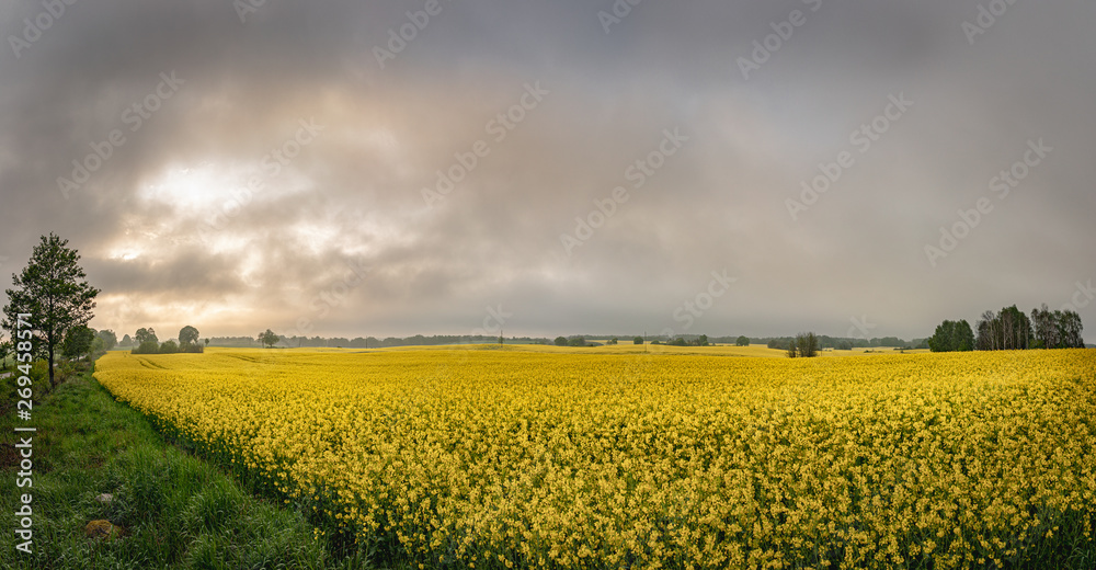 Yellow field of rape, cole. Panoramoc image.