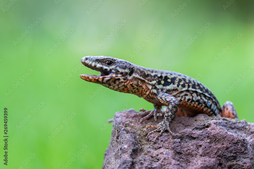 Fototapeta premium The common wall lizard - Podarcis muralis