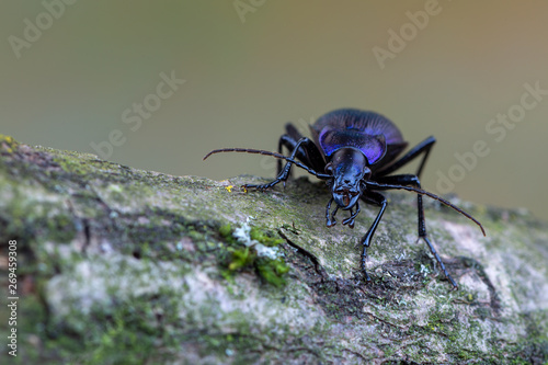 Ground beetle - Carabus problematicus
