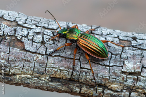 Golden Ground Beetle - Carabus auratus