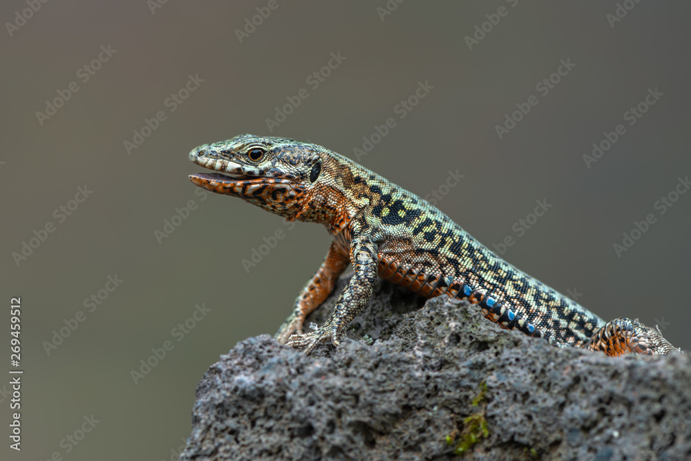 Fototapeta premium The common wall lizard - Podarcis muralis