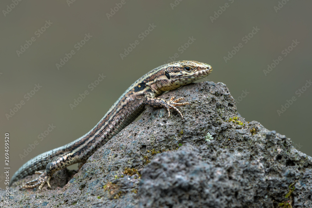 The common wall lizard - Podarcis muralis The common wall lizard - Podarcis muralis