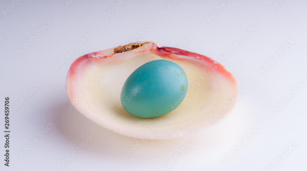 Egg in a Shell