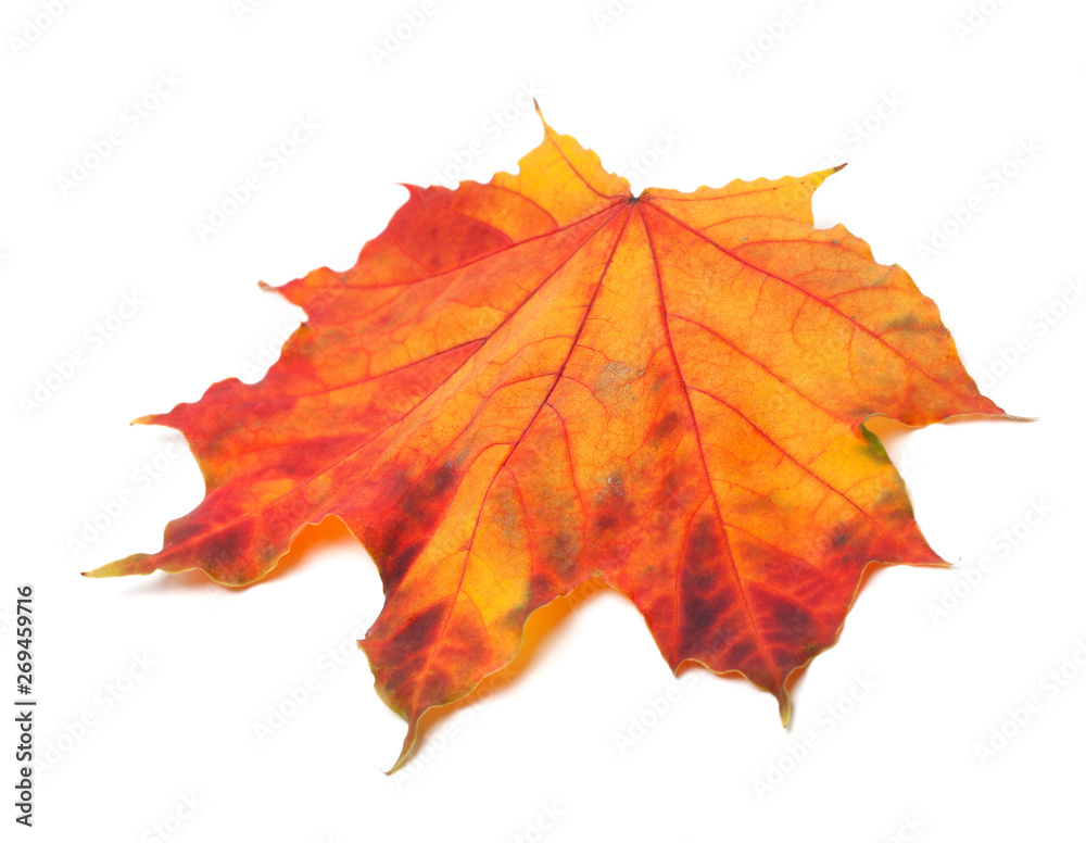 Obraz premium Red autumn maple-leaf