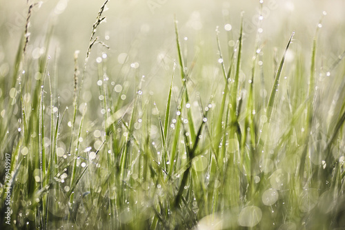 Green grass with morning dew in bright sun with bokeh texture background