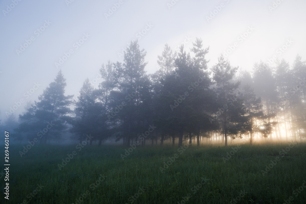 Peaceful scene with pine trees in fog in summer morning