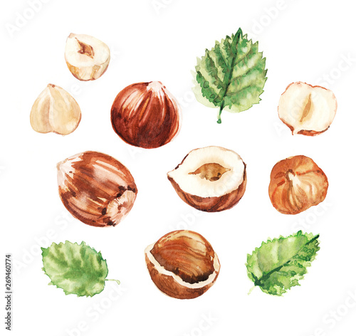Watercolor hand painted hazelnut and leaves illustration set on white background
