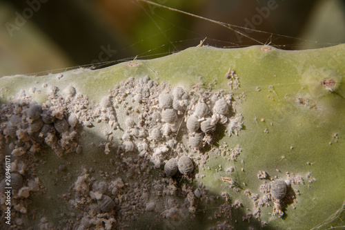 insects Dactylopius coccus on the leaf of prickly pear photo