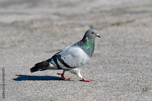 Stadttaube (Columba livia forma urbana) - city dove photo