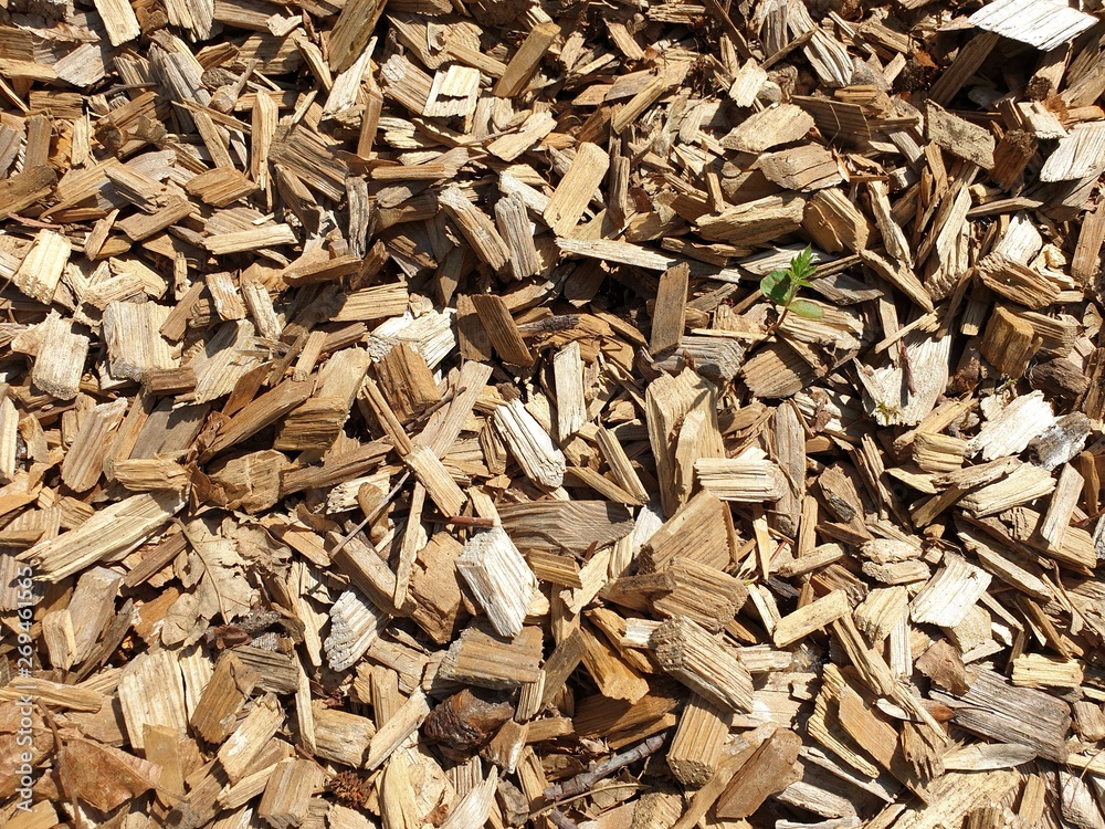 Holzstücke mit keimender Pflanze Holzstücke mit keimender Pflanze