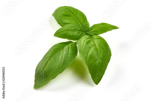 Fresh Green Basil Leaf, close-up, isolated on white background