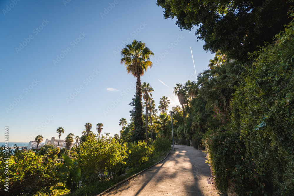 Palm trees of Barcelona, european touristic destination