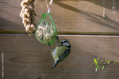 mésange accrochée à une boule de graines