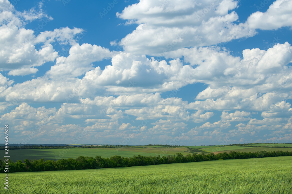 Green wheaten sprouts are in the field and beautiful cloudy. Spring landscape. Green wheaten sprouts are in the field and beautiful cloudy. Spring landscape.