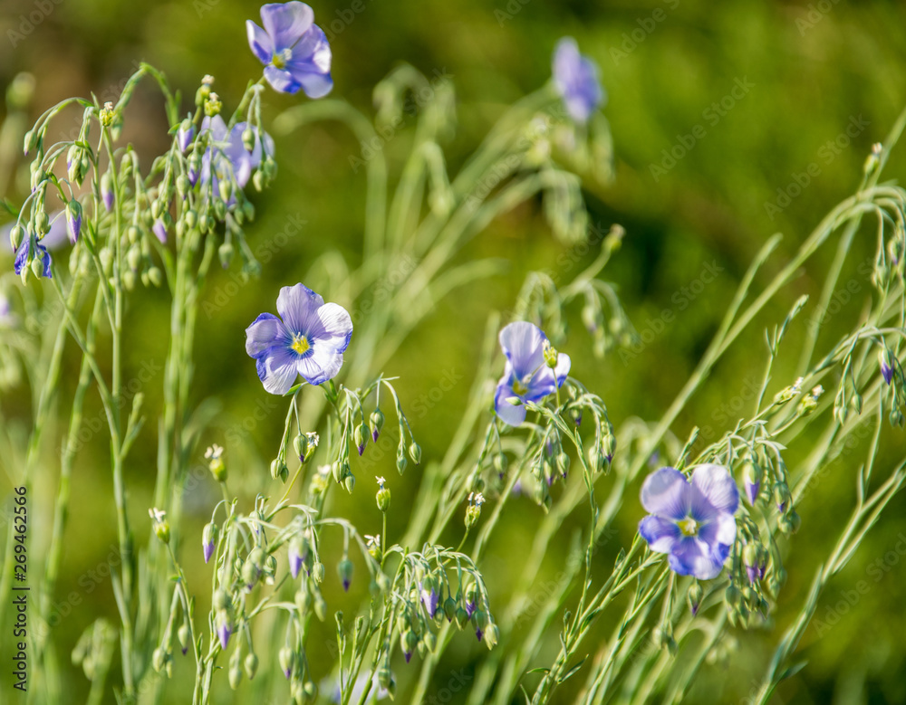 Blooming flowers of blue flax close-up on a bright spring day. Blooming flowers of blue flax close-up on a bright spring day.