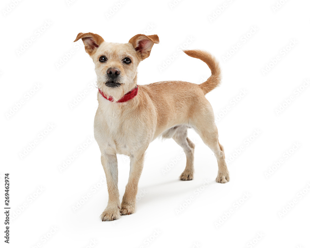 Scruffy Tan Puppy Dog Standing on White