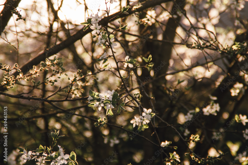 Obraz premium blooming cherry tree in spring