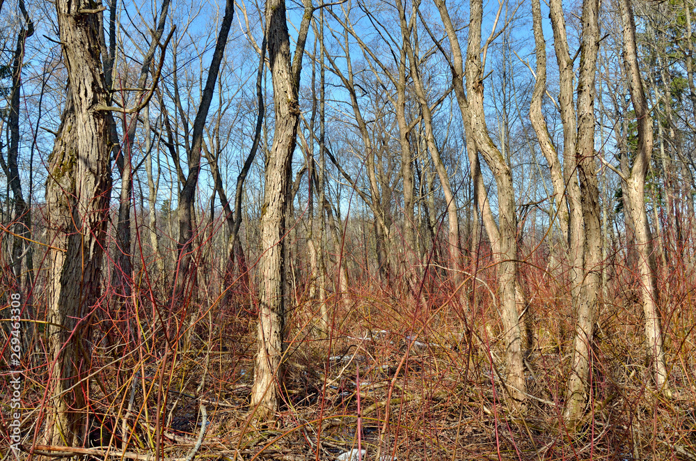 Obraz premium Forest thicket with dense thickets.