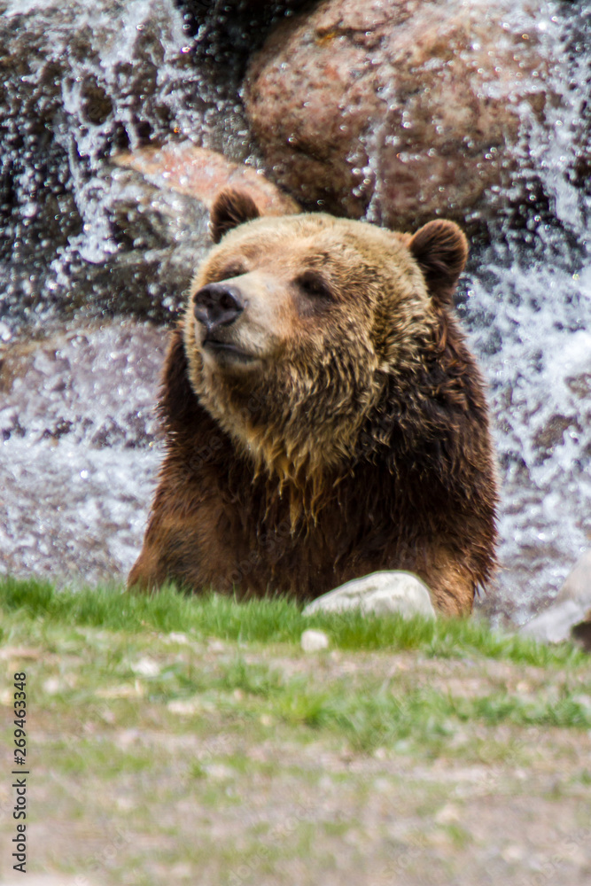 Obraz premium Grizzly Bear