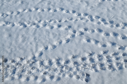 Traces of birds on the snow.
