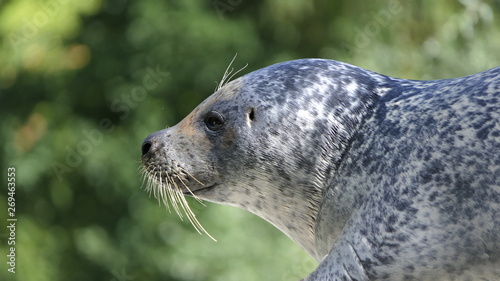 Common seal side portrait