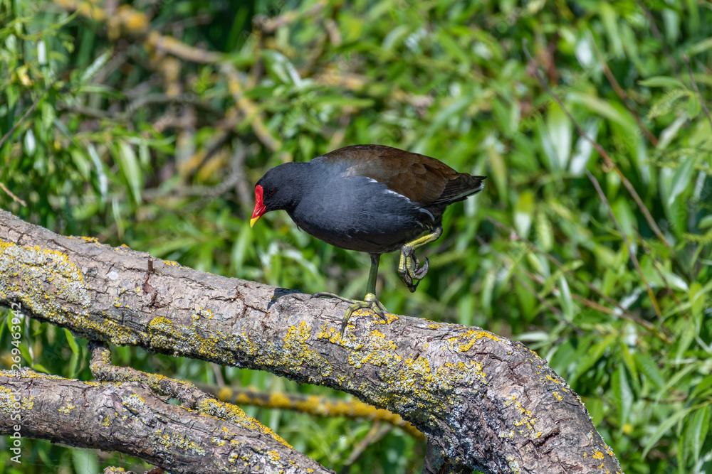 Common moorhen (Gallinula chloropus) perched on branch.