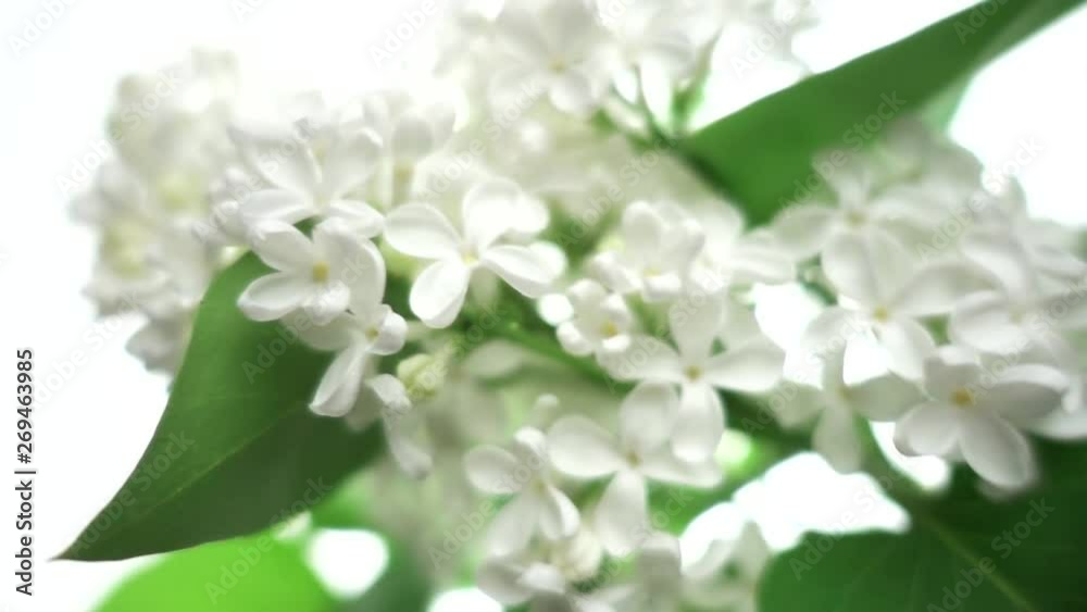 White lilac on white background, slow motion, shallow depth of field White lilac on white background, slow motion, shallow depth of field